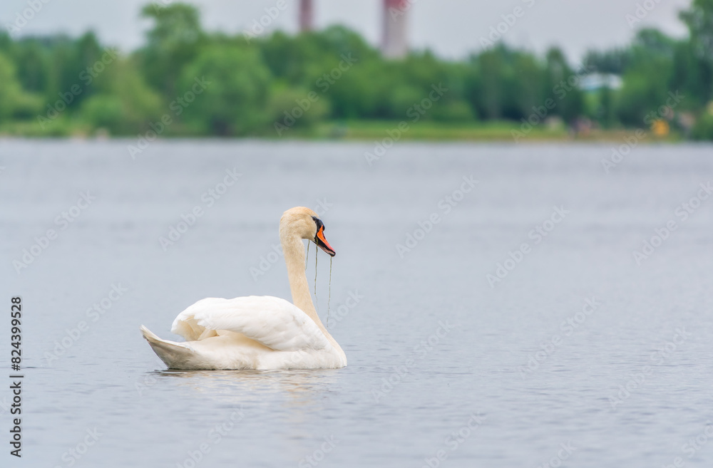 Graceful white Swan swimming in the lake, swans in the wild. Portrait of a white swan swimming on a lake. Graceful white Swan swimming in the lake, swans in the wild. Portrait of a white swan swimming on a lake.
