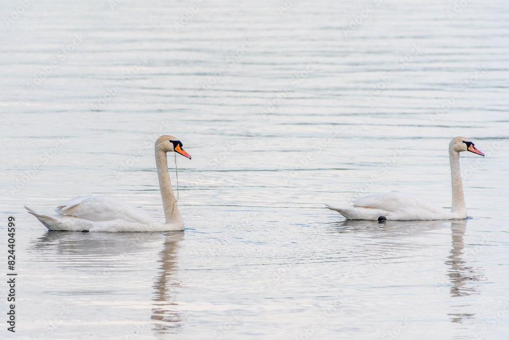 Two Graceful white Swans swimming in the lake, swans in the wild Two Graceful white Swans swimming in the lake, swans in the wild