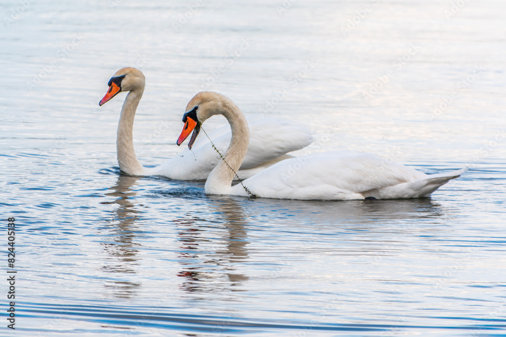 Two Graceful white Swans swimming in the lake, swans in the wild Two Graceful white Swans swimming in the lake, swans in the wild