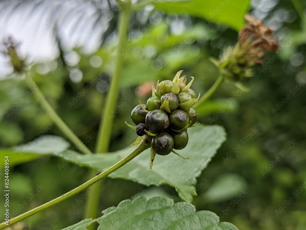 The seeds of the Lantana Camara plant are green