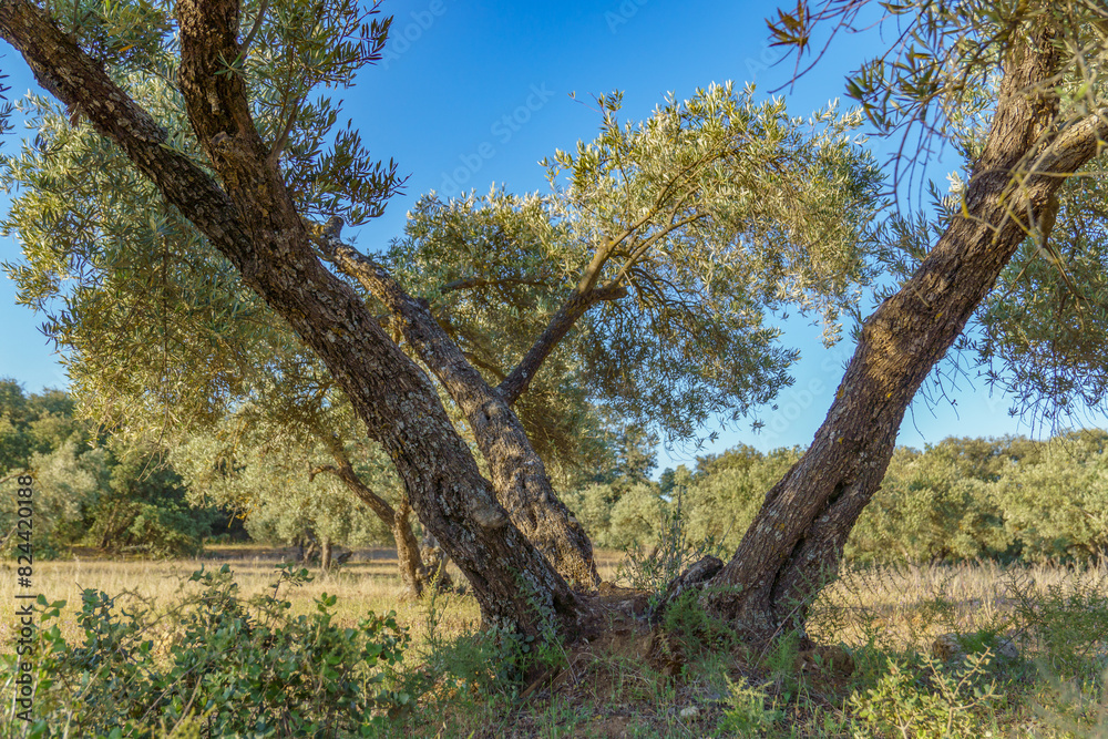 close-up of an old olive tree in the field with blue sky in the background