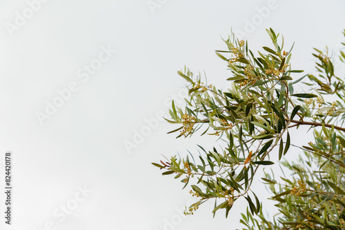 branch of an olive tree with young shoots isolated on white background