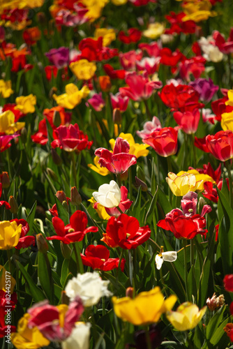 colorful tulips. tulips in spring