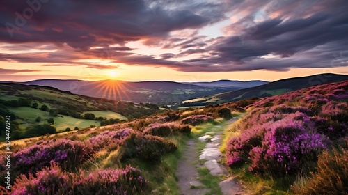 Scenic view of blooming heather on the Long Mynd, Shropshire, England in the evening photo
