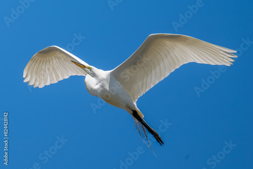 Great Egret © Xiang