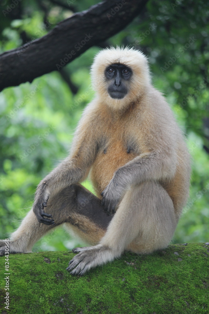 Fototapeta premium A white langur monkey with a black face sitting in a tree, full body portrait.