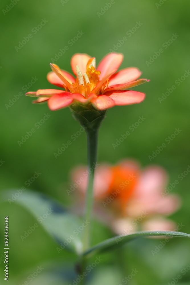 Fototapeta premium メルヘンチックなジニアプロフュージョン