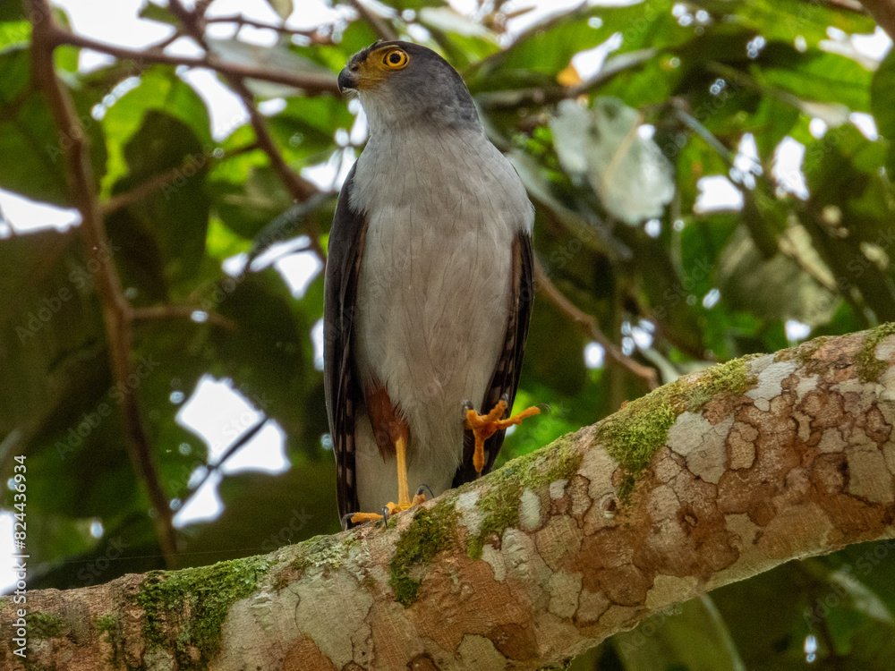 Bicoloured Hawk
Accipiter bicolor in Costa Rica Bicoloured Hawk
Accipiter bicolor in Costa Rica