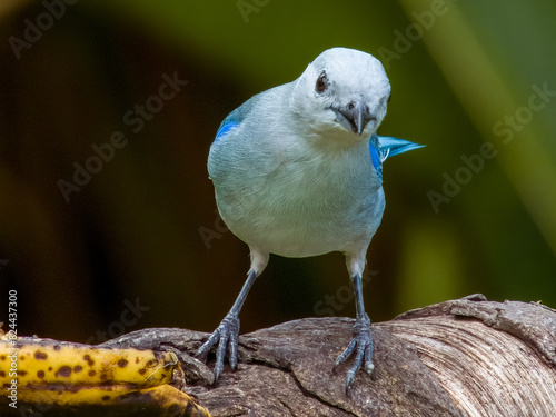 Blue-grey Tanager
Thraupis episcopus in Costa Rica photo
