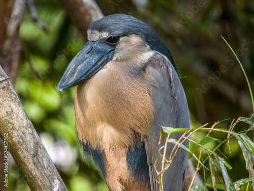 Boat-billed Heron Cochlearius cochlearius in Costa Rica photo