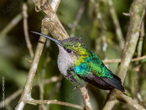 Crowned Woodnymph Thalurania colombica in Costa Rica