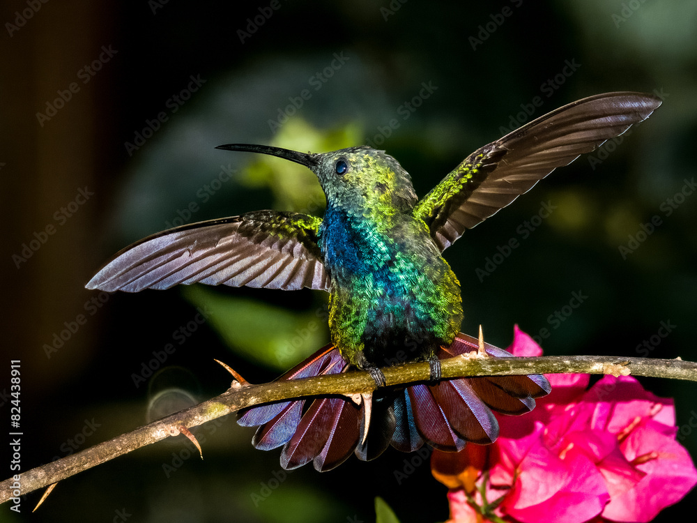 Green-breasted Mango
Anthracothorax prevostii in Costa Rica Green-breasted Mango
Anthracothorax prevostii in Costa Rica