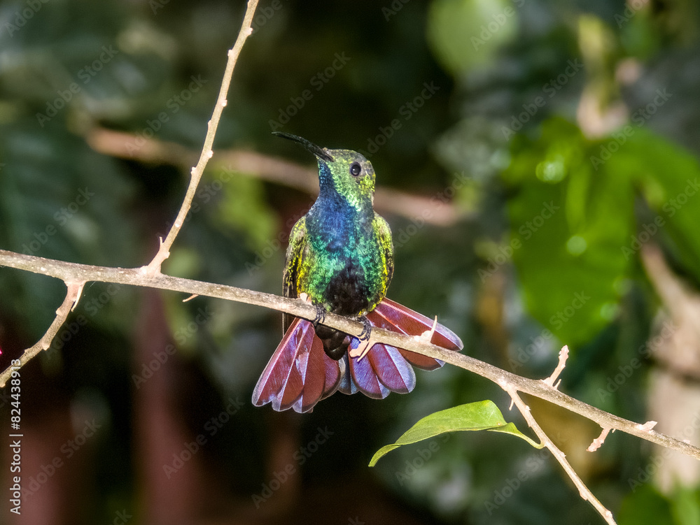 Green-breasted Mango
Anthracothorax prevostii in Costa Rica Green-breasted Mango
Anthracothorax prevostii in Costa Rica