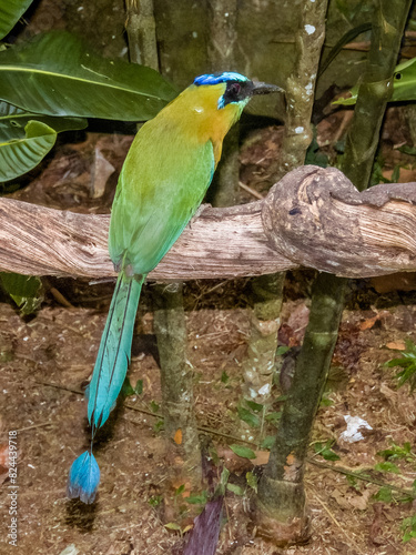 Lesson's Motmot Momotus lessonii in Costa Rica photo