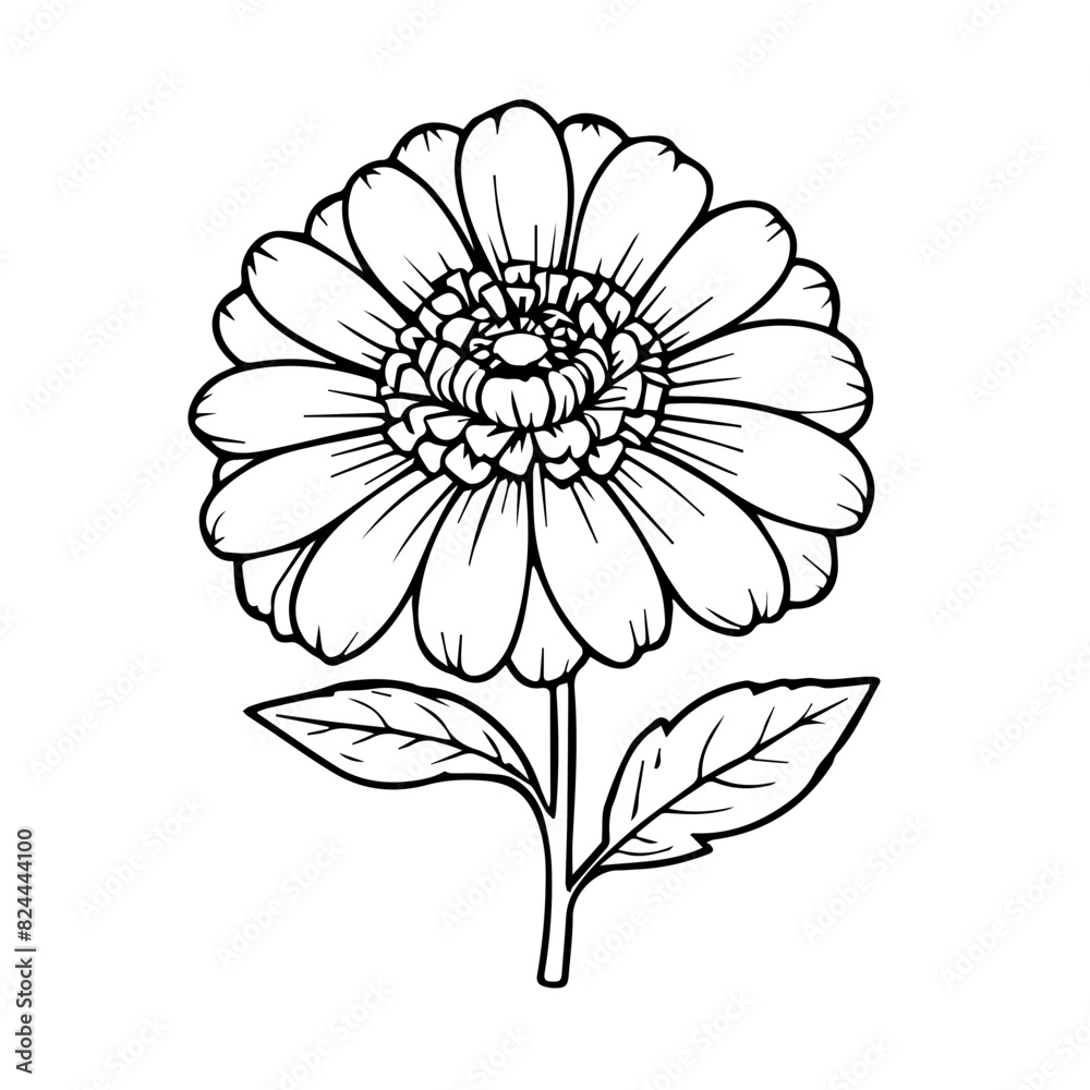 Chrysanthe vector design illustration of flowers