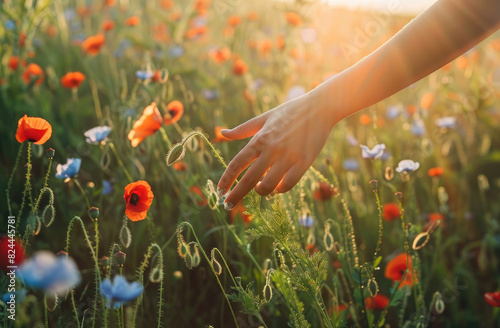 A woman's hand touches the green wheat in an endless field, poppies on the background, sun rays © Kien