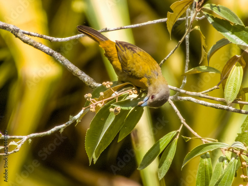 Scarlet-rumped Tanager Ramphocelus passerinii in Costa Rica photo