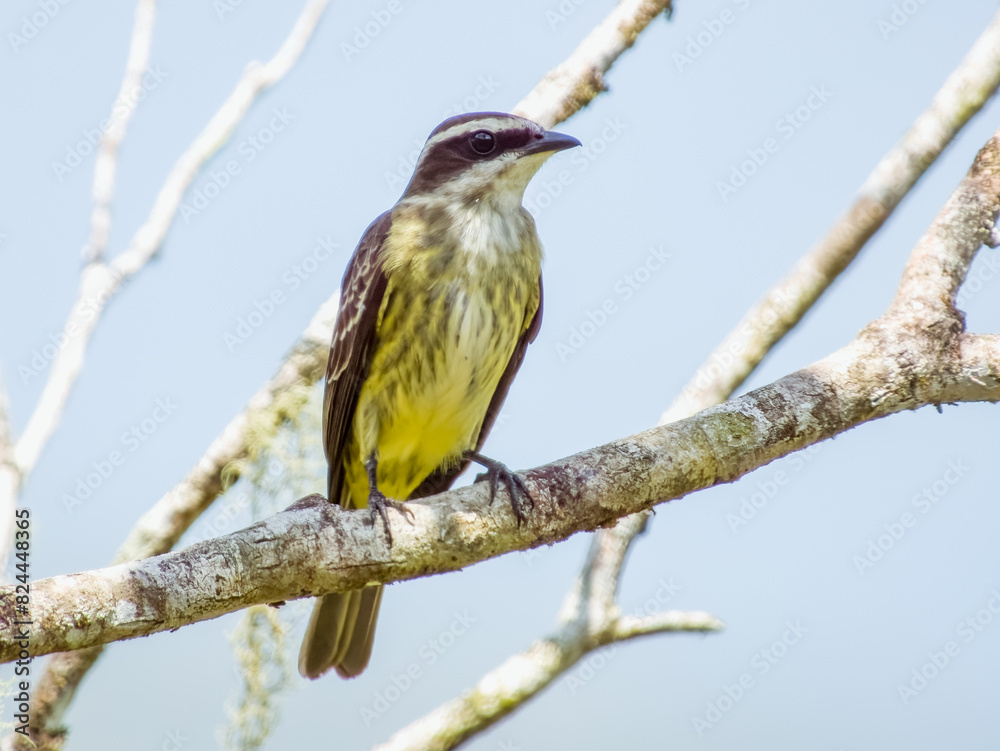Fototapeta premium Piratic Flycatcher Legatus leucophaius in Costa Rica