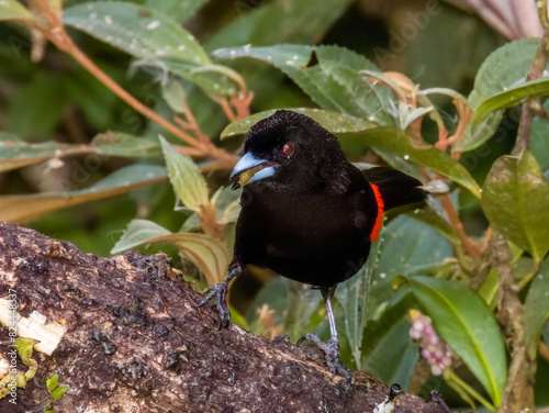 Scarlet-rumped Tanager Ramphocelus passerinii in Costa Rica photo