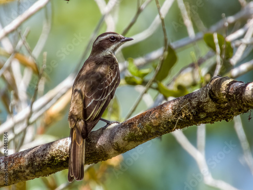 Fotografija Piratic Flycatcher Legatus leucophaius in Costa Rica