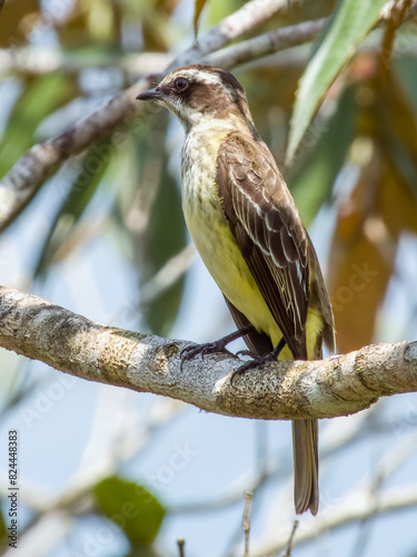 Piratic Flycatcher Legatus leucophaius in Costa Rica photo