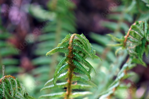 dryopteris オシダ シダ