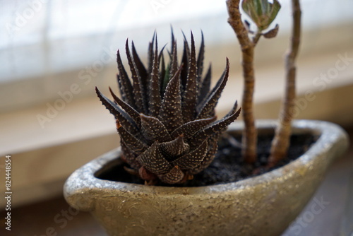 Cactaceae Cactus flower サボテン