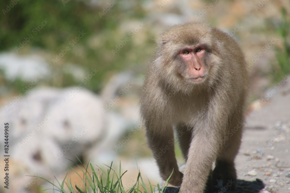 Naklejka premium 地獄谷野猿公苑(長野県・山ノ内町)
