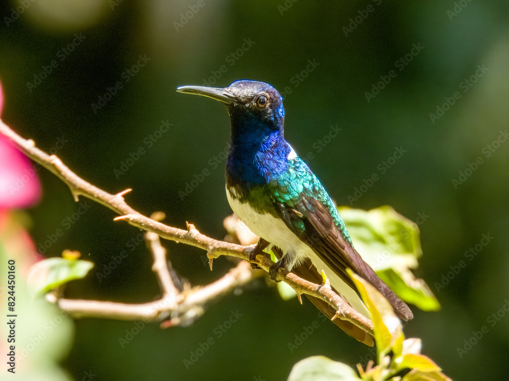 Fototapeta premium White-necked Jacobin Florisuga mellivora in Costa Rica