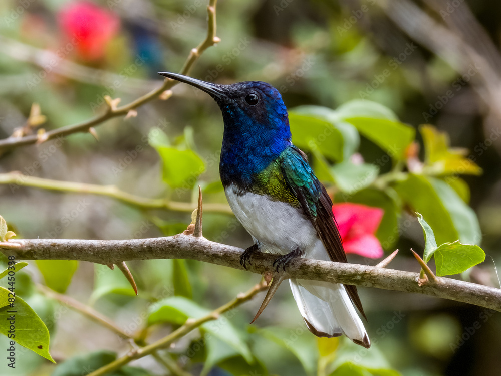 White-necked Jacobin Florisuga mellivora in Costa Rica White-necked Jacobin Florisuga mellivora in Costa Rica