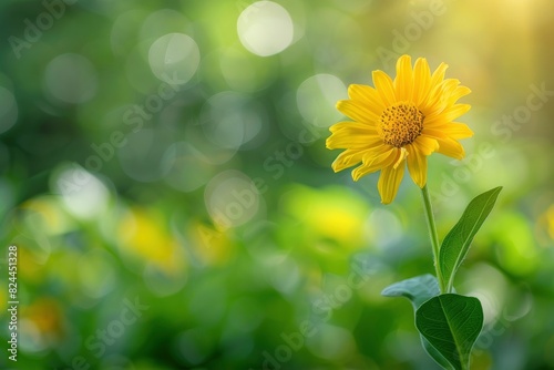 Nature view of yellow flower on blurred greenery background in garden with copy space using as background natural flower landscape  ecology  fresh wallpaper - generative ai
