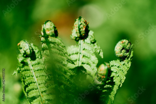 Ferns by the Olterudelva River, Toten, Norway, in May. photo