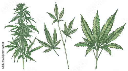 Marijuana plant with leaf. Realistic Hemp or Cannabis
