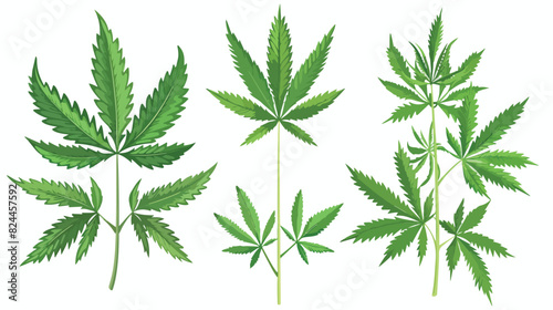 Marijuana plant with leaf. Realistic Hemp or Cannabis