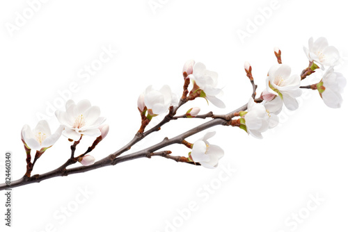 Ethereal Blooms: A Branch of White Flowers on a White or Clear Surface PNG Transparent Background.