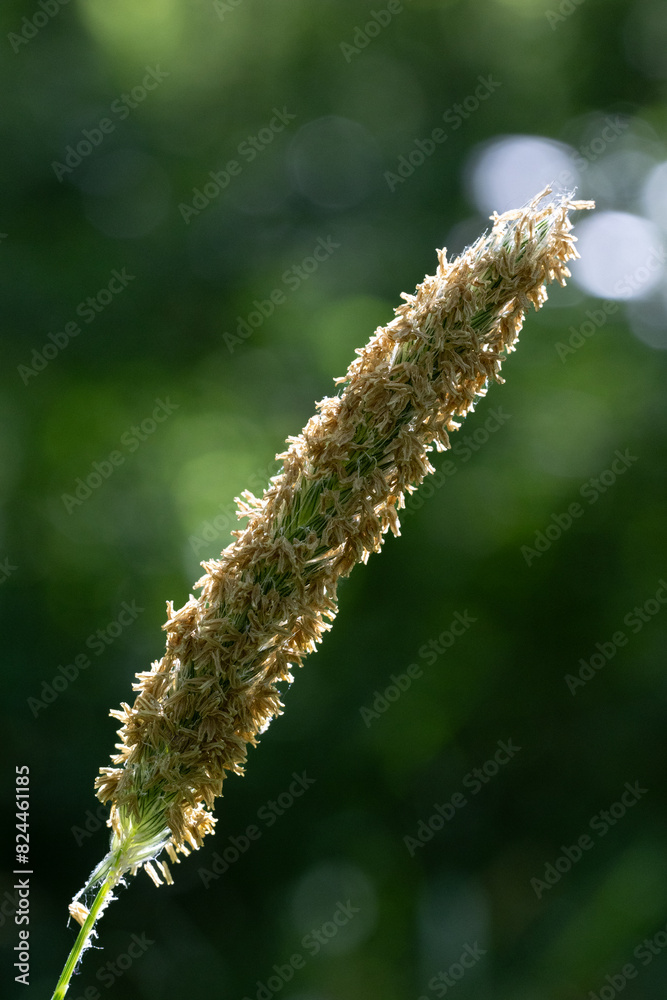 Fototapeta premium Pflanze