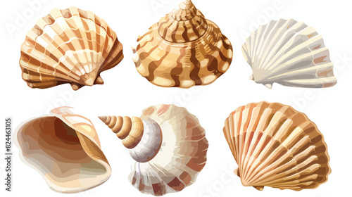 Mollusks shells Four. Sea molluscs scallop oyster 