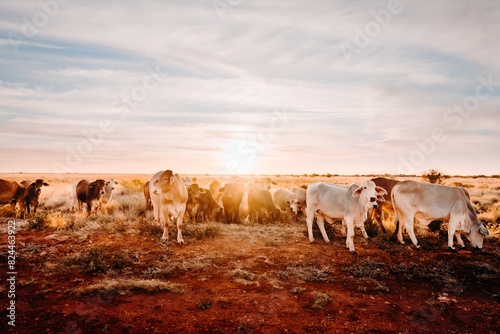 A Herd of Cattle Grazing on Dry Grass Field Kimberley Western Australia Australian Outback Desert Station Cows Bulls Calves