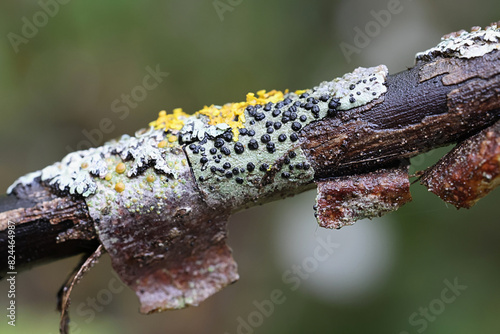 Bild auf Leinwand Buellia disciformis, commonly known as boreal button lichen