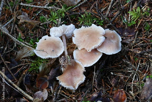 Mycena pura, known as lilac bonnet, wild poisonous mushroom from Finland photo