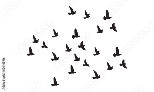 Flying Birds Vector And Illustration. 