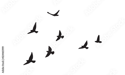 Flying Birds Vector And Illustration. 