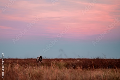 Single Cow Bull Cattle Grazing in a Dry Grass Field at Dusk Sunset Western Australia Kimberley Outback Desert