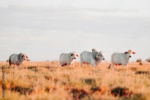 A Herd of Cattle Grazing on Dry Grass Field Kimberley Western Australia Australian Outback Desert Station Cows Bulls Calves photo