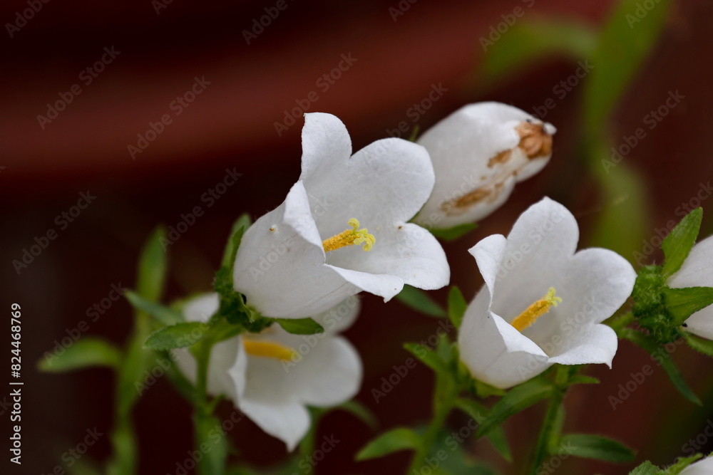 Fototapeta premium ホタルブクロ