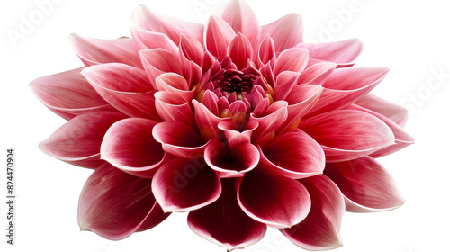 A pink and dark red dahlia flower isolated on a transparent background, PNG of dahlia, Cutout of dahlia