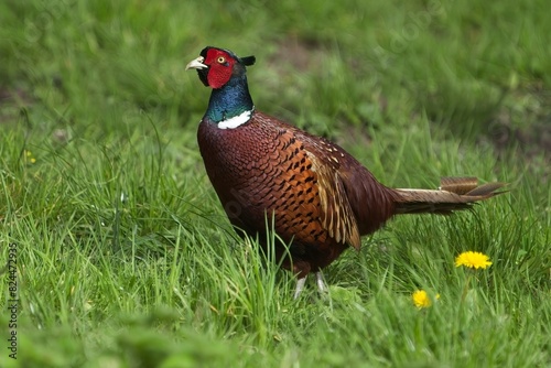 Common Pheasant