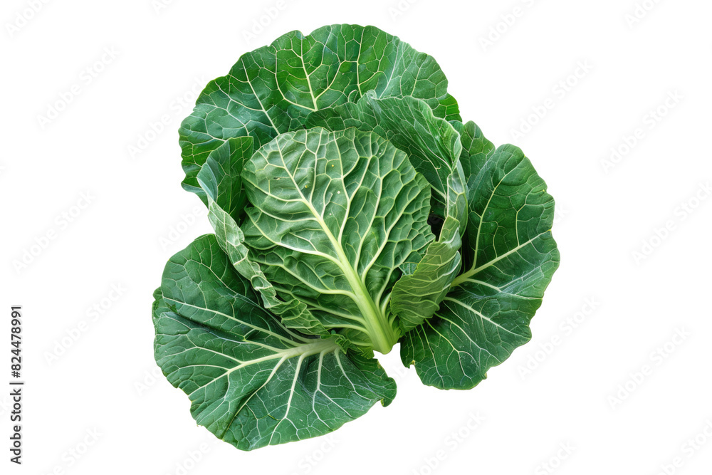 Singular collard green isolated on white background Singular collard green isolated on white background