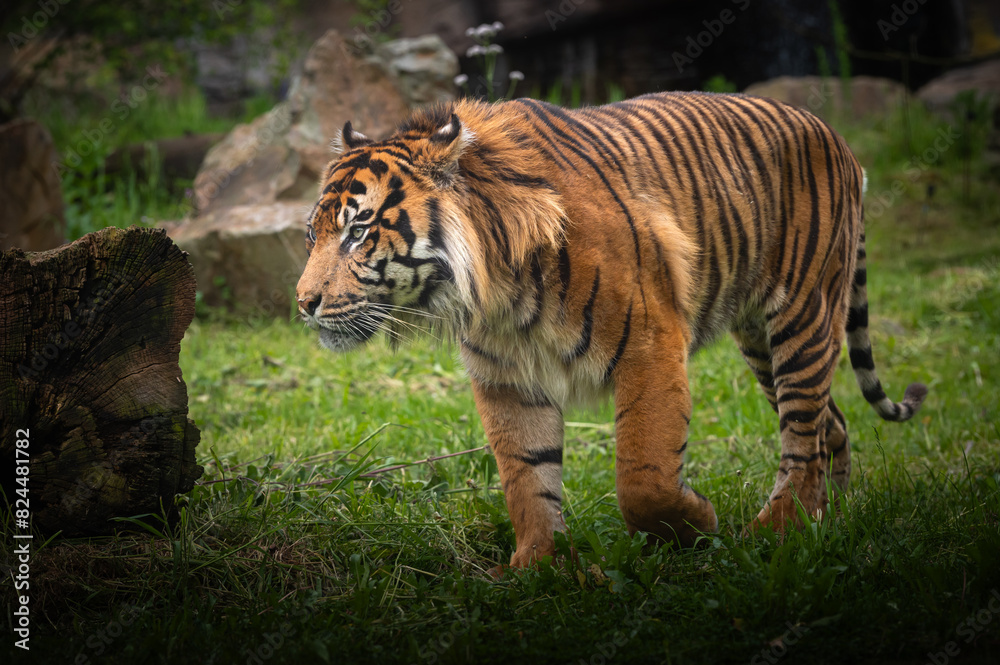 Sumatran Tiger walking in nature.