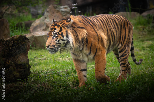 Sumatran Tiger walking in nature.